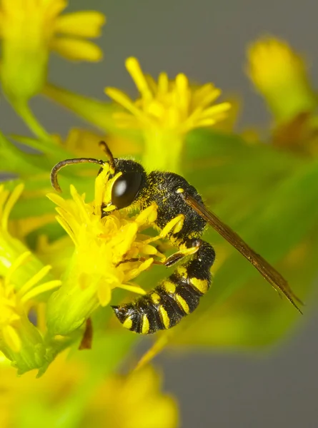 Wespe auf einer gelben Blume — Stockfoto