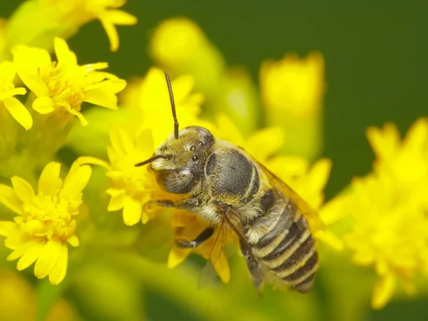 Biene auf gelber Blume — Stockfoto