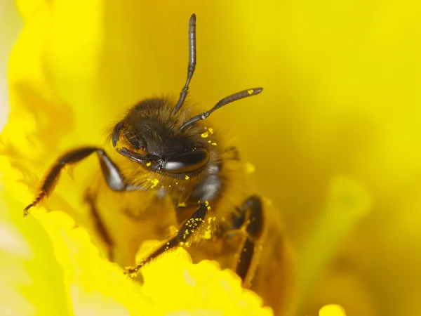 Пчела на работе — стоковое фото