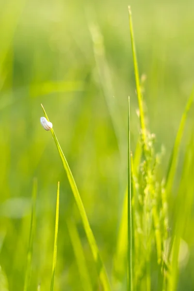 Lente achtergrond — Stockfoto