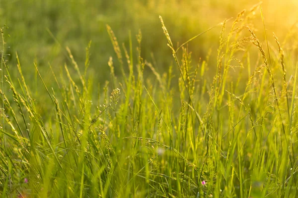 Green grass in the sun — Stock Photo, Image