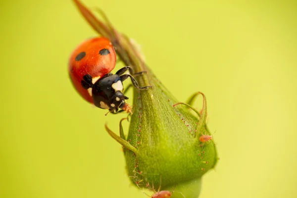 Afidi attacco coccinella — Foto Stock