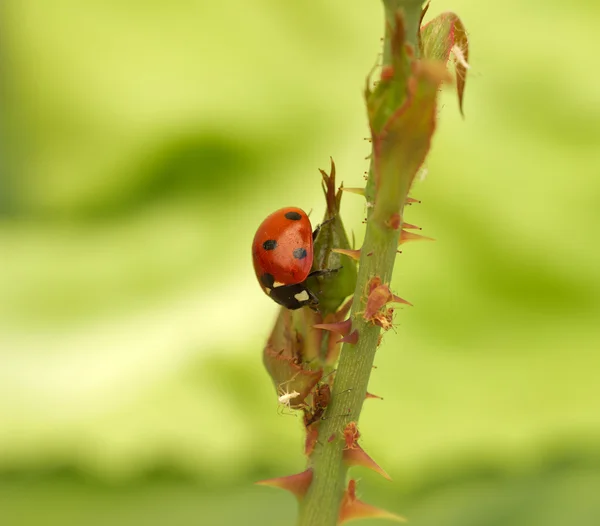 Ladybird attack aphids — Stock Photo, Image