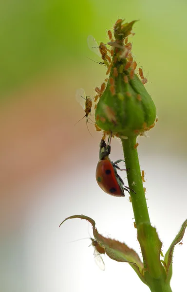 Coccinella e afidi — Foto Stock