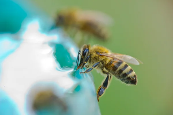Bee drinking water — Stock Photo, Image