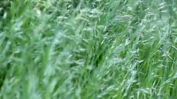 Danse de l'herbe dans le vent 