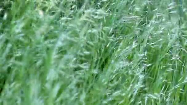 Dance of grass in the wind — Stock video