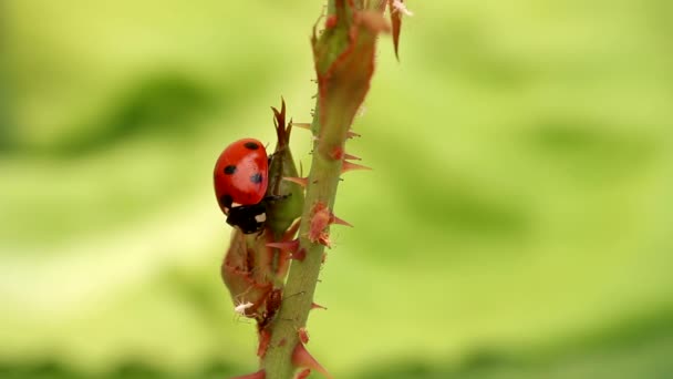 Ladybug-enemy of the aphid — Stock Video