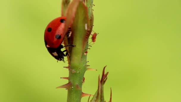 Ladybug and aphids — Stock Video