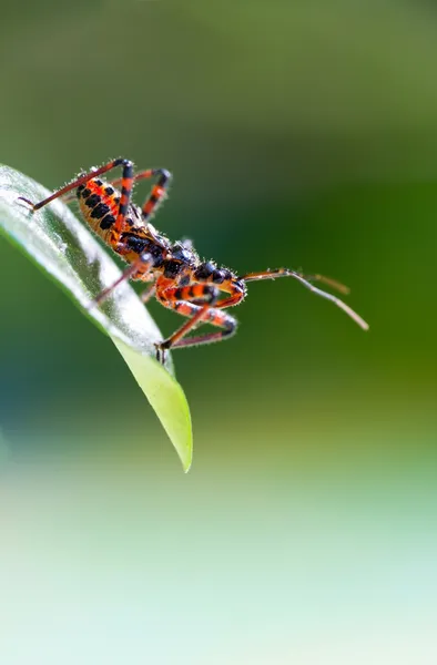 Assassin bug — Stock Photo, Image