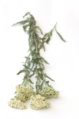 Milfoil