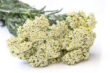 Yarrow herb