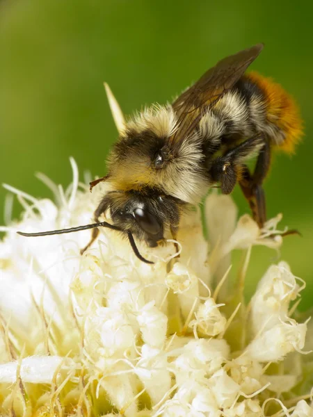 Hummel — Stockfoto