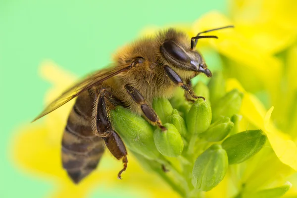 Abeja —  Fotos de Stock