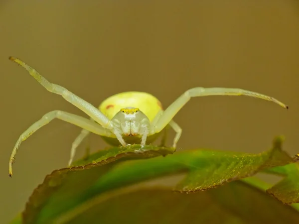 Spinne — Stockfoto