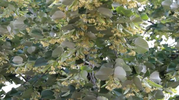 Linden trees in bloom — Stock Video