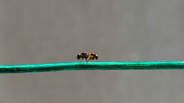 Hoverfly — стокове відео