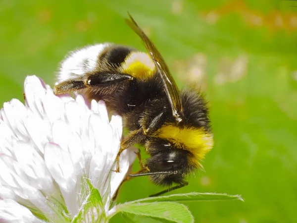 Bumblebee — Stock Photo, Image