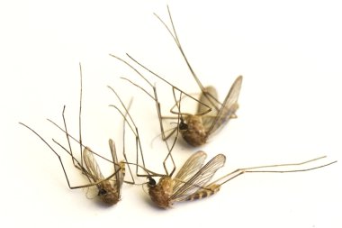Dead mosquitoes clipart