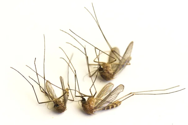 Dead mosquitoes — Stock Photo, Image