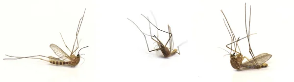 Tre döda mygga — Stockfoto