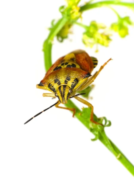 Escudo bug — Fotografia de Stock