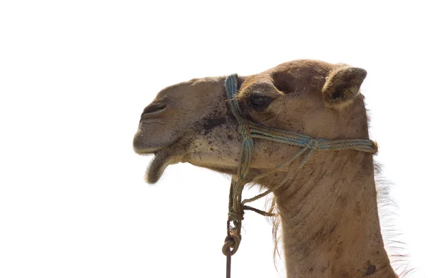 Head of the camel — Stock Photo, Image