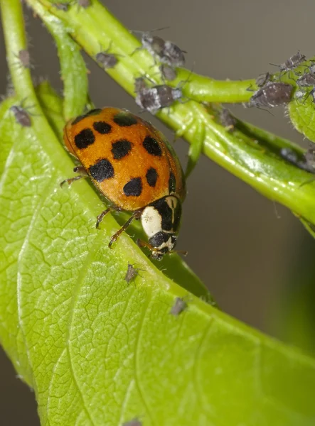 Coccinella e afidi — Foto Stock