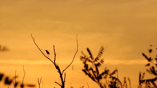 Zonsondergang en het silhouet van de vogel — Stockvideo