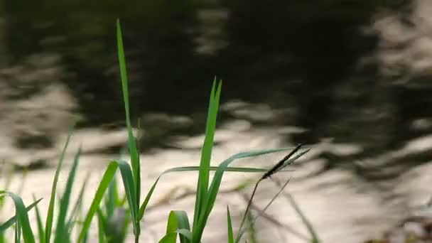 風の中の草 — ストック動画