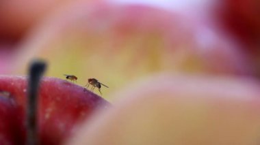 sineği drosophila melanogastar