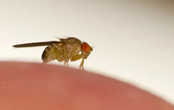 Fruit fly — Stock Photo, Image