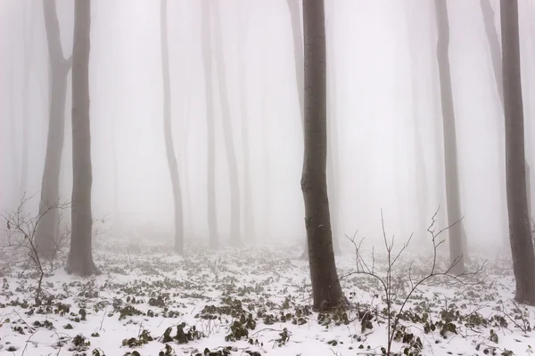 Лес в тумане — стоковое фото
