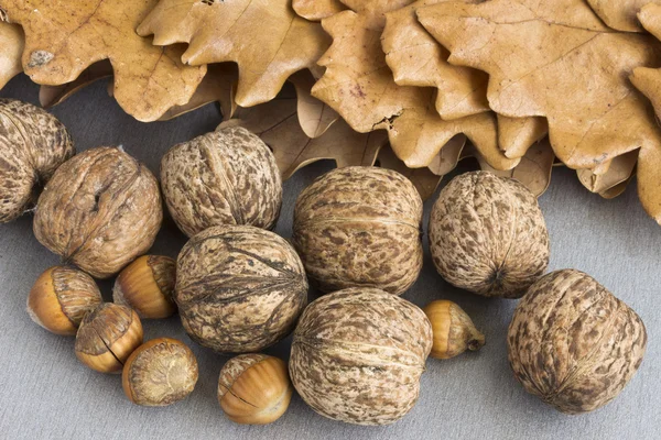 Walnuts and hazelnuts — Stock Photo, Image