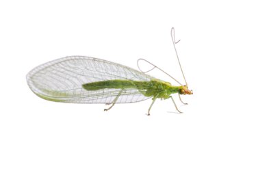 lacewing sinek