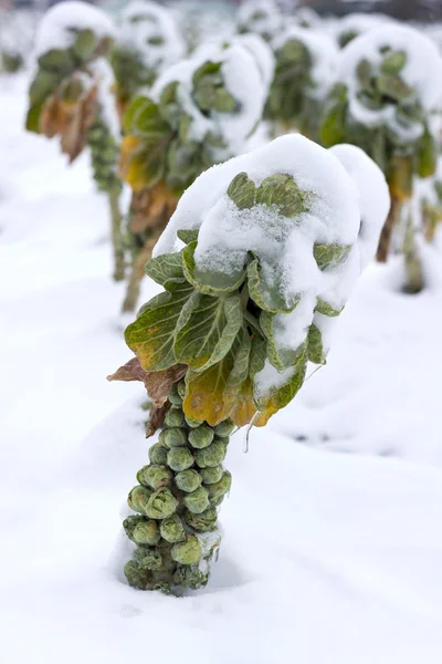 Růžičková kapusta pod sněhem — Stock fotografie