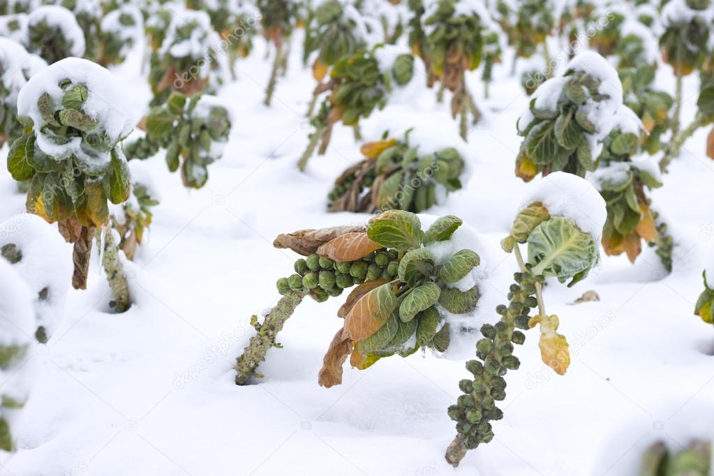 Fields with vegetables under the snow