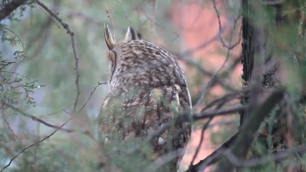 Owl sitting on a tree branch — Stock Video