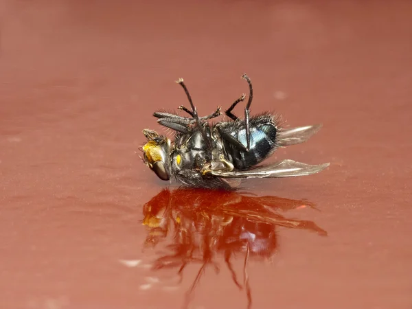 Мертвая муха — стоковое фото