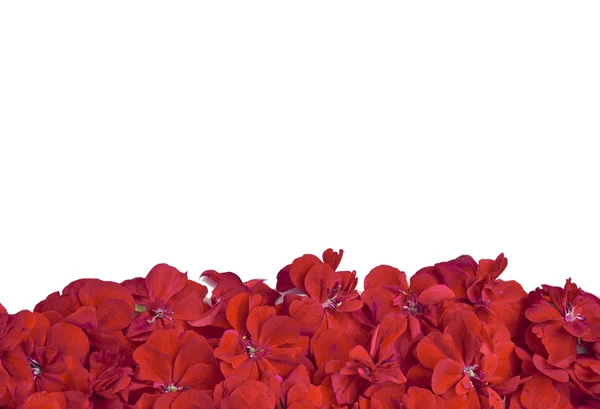 Floral banner — Stockfoto