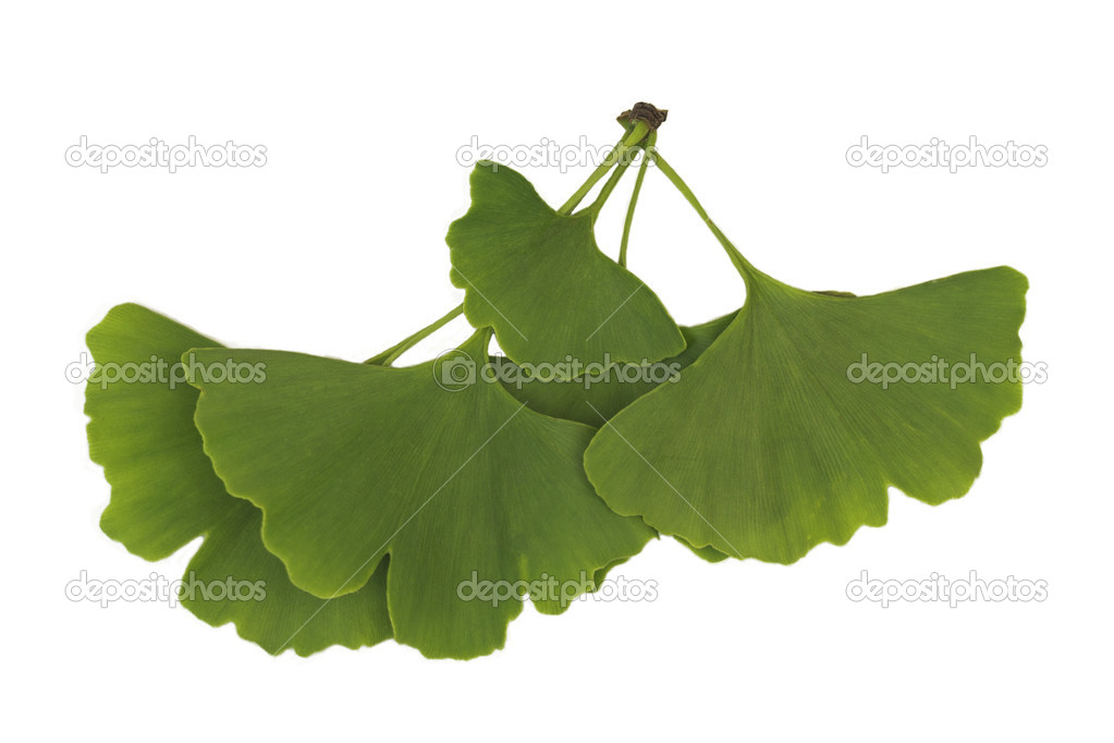 Ginkgo leaves isolated