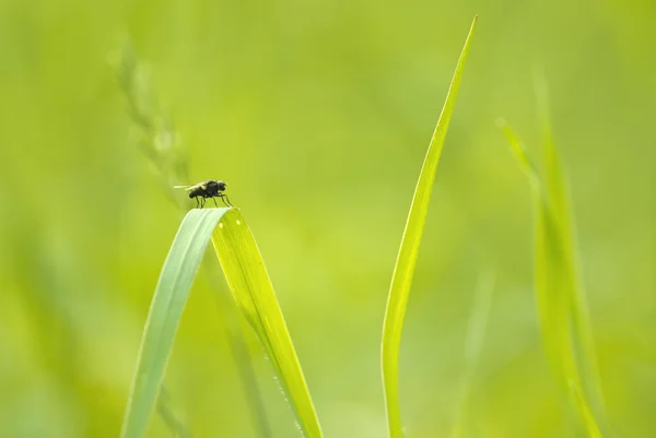 绿茸茸的草地免费 — 图库照片