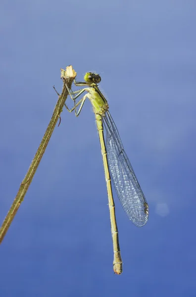 Libellula su un ramo — Foto Stock