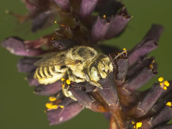 Bee feeds on a flower — Stock Photo, Image