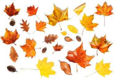 Beyaz arkaplanda sonbahar yaprakları