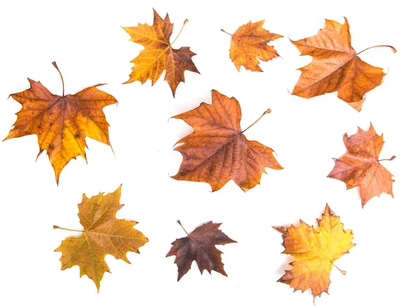 Autumn Leaves White Background Royalty Free Stock Images