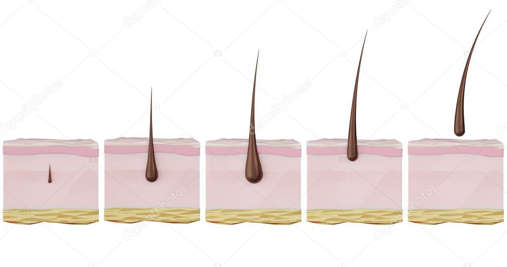 3d illustration of the stages of the recovery cycle hair growth hair loss, baldness, alopecia, hair removal. Hair growth, care, strengthening, removal, hair loss