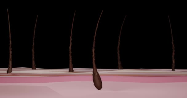 Renderanimation Der Haarsanierung Auf Makroebene Tropfen Balsam Seren Masken Fallen — Stockvideo