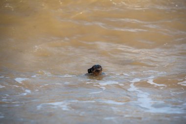 Korkmuş bir köpek köpek doberman sel sırasında çamurlu suda yüzer.