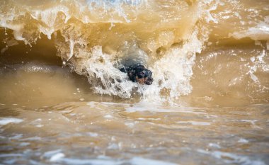 Korkmuş bir köpek köpek doberman sel sırasında çamurlu suda yüzer.